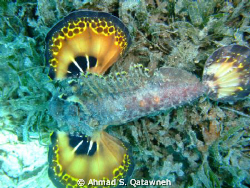 Scorpion fish , this kind of predators comoflage themselv... by Ahmad S. Qatawneh 